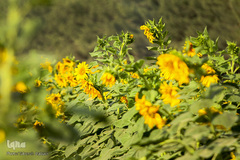 مزرعه گل های آفتابگردان