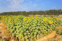 مزرعه گل های آفتابگردان