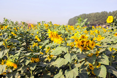 مزرعه گل های آفتابگردان