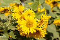 مزرعه گل های آفتابگردان