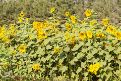 مزرعه گل های آفتابگردان