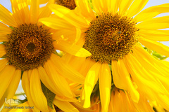 مزرعه گل های آفتابگردان