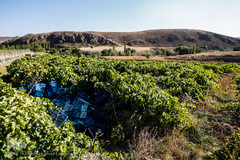 برداشت انگور در تاکستان
