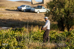 برداشت انگور در تاکستان
