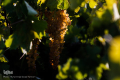 برداشت انگور در تاکستان
