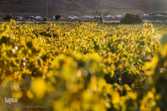 برداشت انگور در تاکستان
