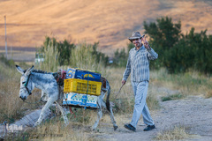 برداشت انگور در تاکستان
