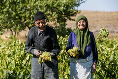 برداشت انگور در تاکستان
