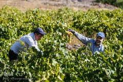 برداشت انگور در تاکستان
