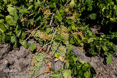 برداشت انگور در تاکستان
