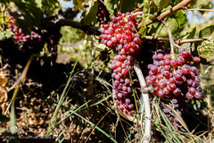 برداشت انگور در تاکستان
