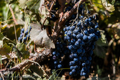 برداشت انگور در تاکستان
