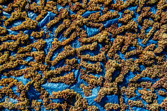 برداشت انگور در تاکستان
