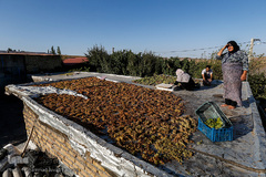 برداشت انگور در تاکستان
