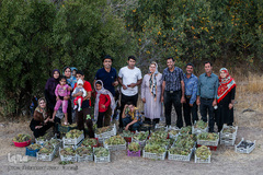 برداشت انگور در تاکستان
