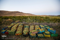 برداشت انگور در تاکستان

