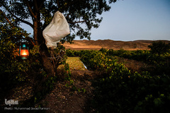 برداشت انگور در تاکستان
