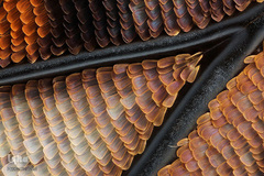 بال‌های پروانه امپراتور با بزرگ‌نمایی ۱۰ برابر