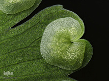 هاگ‌دان گیاهان دارویی پرسیاوشان (Adiantum capillus-veneris) با بزرگ‌نمایی ۱۰ برابر