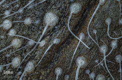  یک برگ پوسیده درخت بید در بزرگ‌نمایی ۳.۷ برابر