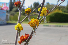 باغ گیاه شناسی ملی ایران