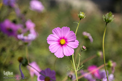 باغ گیاه شناسی ملی ایران