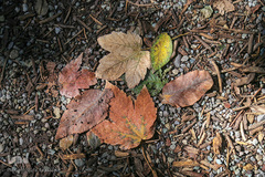 باغ گیاه شناسی ملی ایران