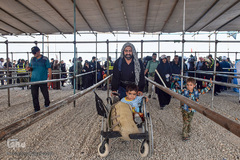 ارادتی که پیر و جوان نمی شناسد