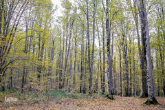 ثروتی از جنس طبیعت / جنگل راش