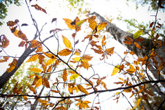 ثروتی از جنس طبیعت / جنگل راش