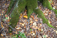 ثروتی از جنس طبیعت / جنگل راش