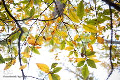 ثروتی از جنس طبیعت / جنگل راش