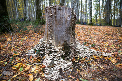 ثروتی از جنس طبیعت / جنگل راش