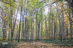 ثروتی از جنس طبیعت / جنگل راش