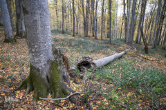 ثروتی از جنس طبیعت / جنگل راش