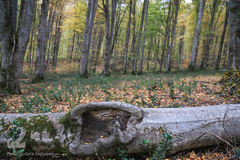 ثروتی از جنس طبیعت / جنگل راش