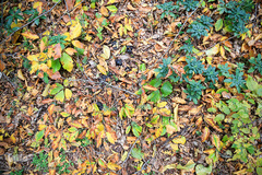 ثروتی از جنس طبیعت / جنگل راش