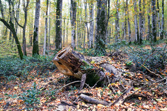 ثروتی از جنس طبیعت / جنگل راش