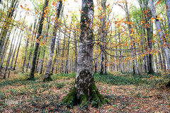 ثروتی از جنس طبیعت / جنگل راش