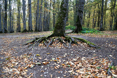 ثروتی از جنس طبیعت / جنگل راش