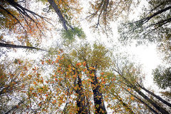 ثروتی از جنس طبیعت / جنگل راش