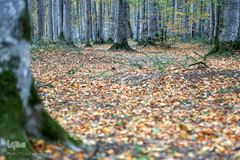 ثروتی از جنس طبیعت / جنگل راش