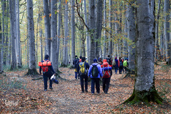 ثروتی از جنس طبیعت / جنگل راش