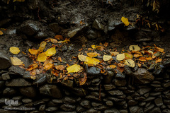 پاییز در جاغرق