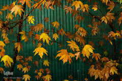 پاییز در جاغرق