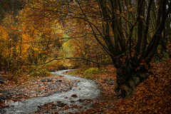 پاییز در جاغرق