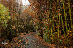 پاییز در جاغرق