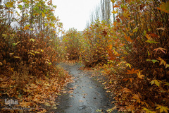 پاییز در جاغرق