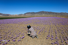 برداشت زعفران در تربت حیدریه