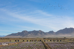 برداشت زعفران در تربت حیدریه